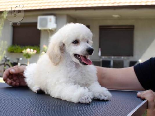 Μικροσκοπικά κουτάβια Poodle